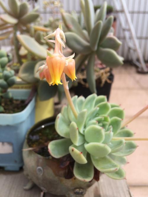 ·չ׶Ρũص ؼ￴ؼ